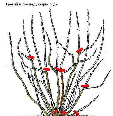 Как обрезать черную смородину