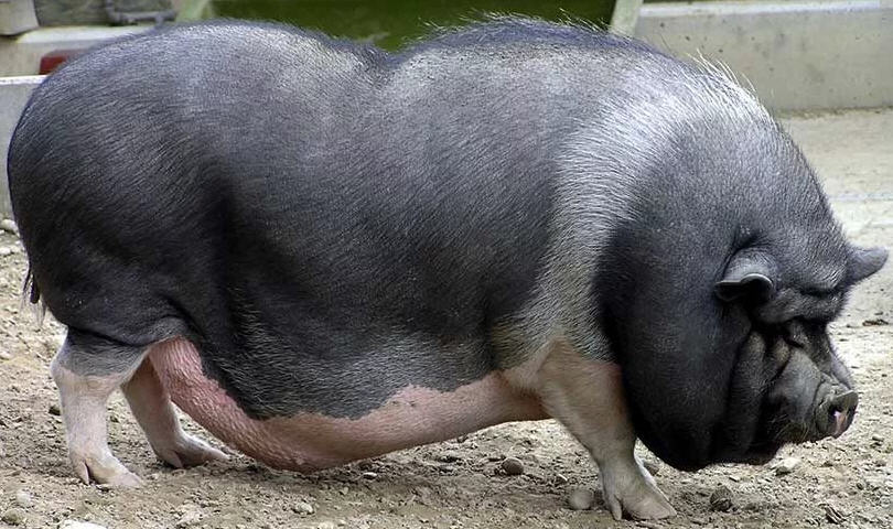 вислобрюхая свинья