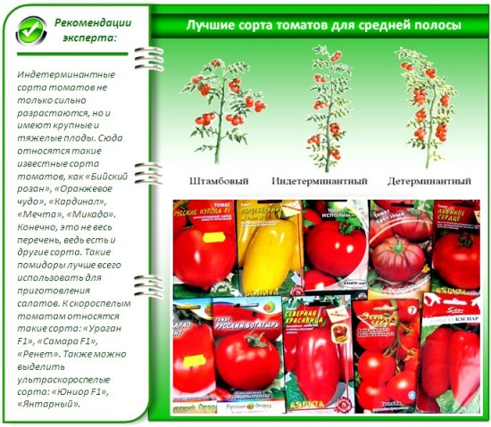 сорт томатов в открытый грунт