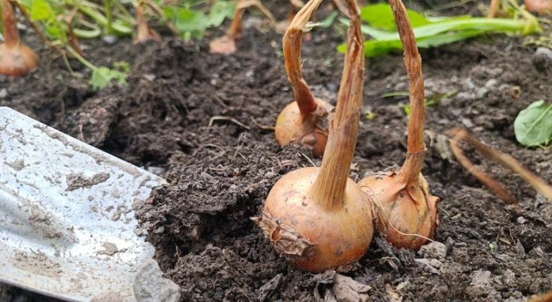 Хранение лука после уборки с грядки: условия и способы (в погребе и квартире)