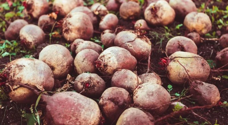 Хранение свеклы: условия, сроки и лучшие способы сохранить корнеплоды до весны