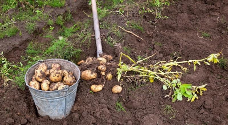 Уборка картофеля: сроки и технология