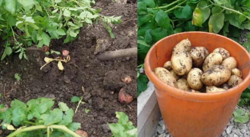 Уборка картофеля: сроки и технология