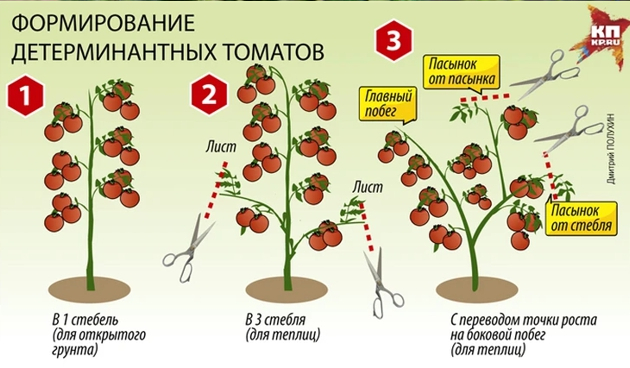 Томат Хурма