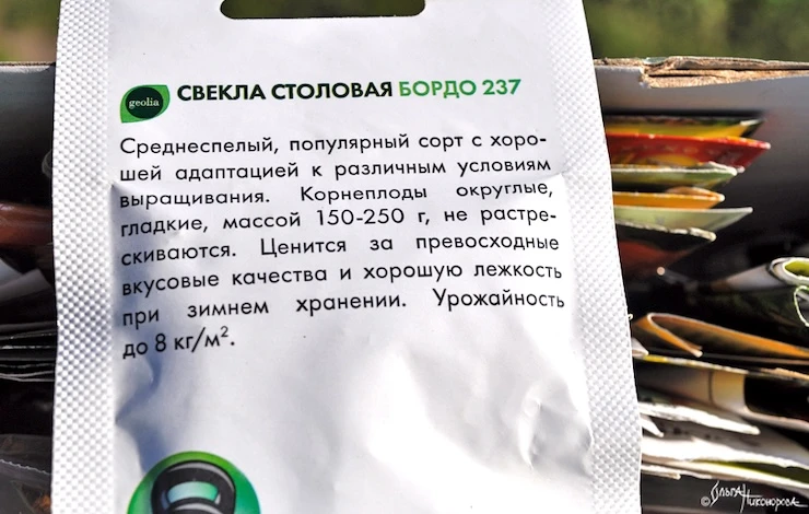 Когда убирать свеклу в сентябре: признаки спелости и правила хранения