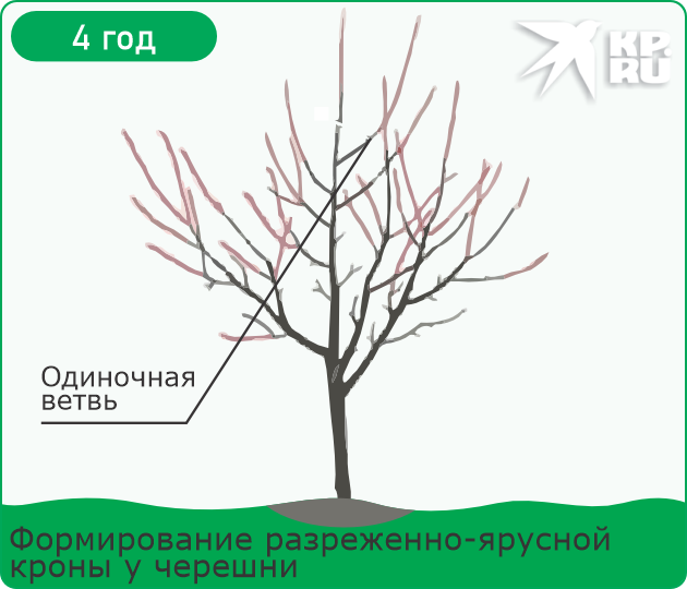 Обрезка черешни весной для начинающих в 2026 году