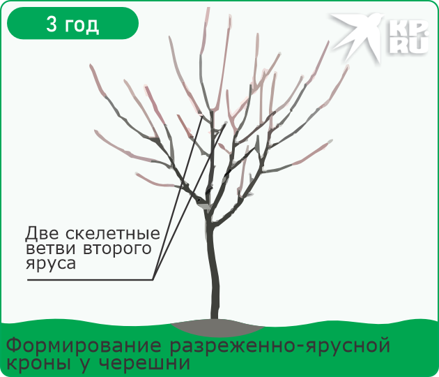Обрезка черешни весной для начинающих в 2026 году