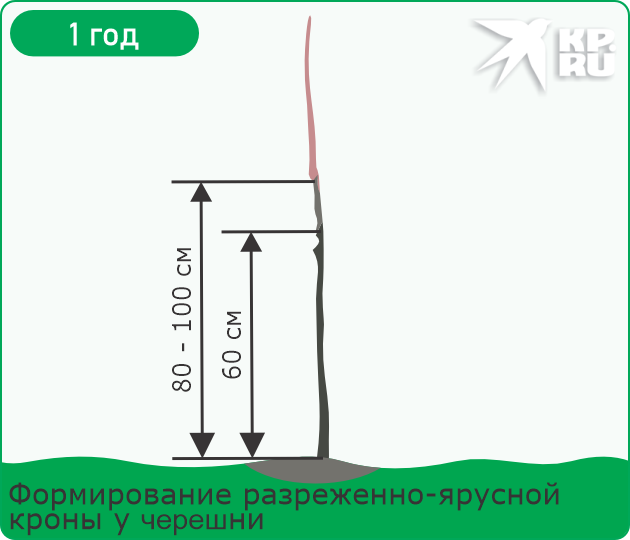 Обрезка черешни весной для начинающих в 2026 году