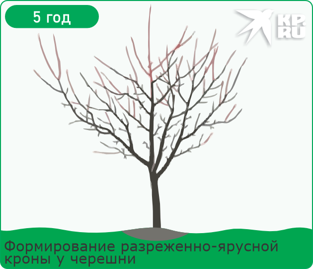 Обрезка черешни весной для начинающих в 2026 году