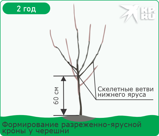 Обрезка черешни весной для начинающих в 2026 году
