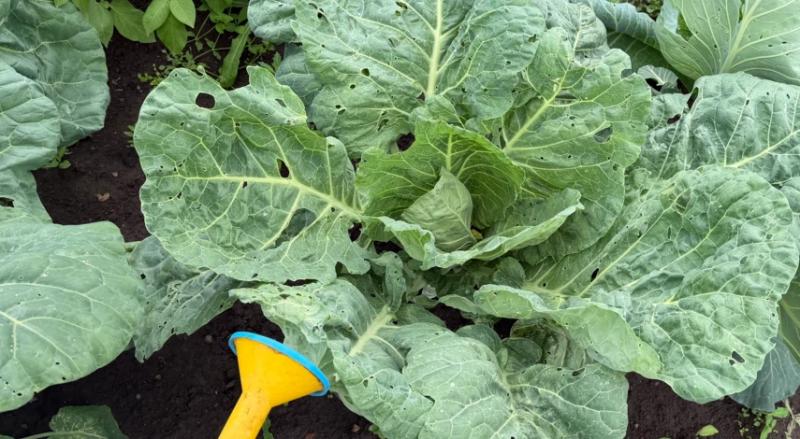 Полив огорода в августе: как поливать в жару и перед уборкой урожая